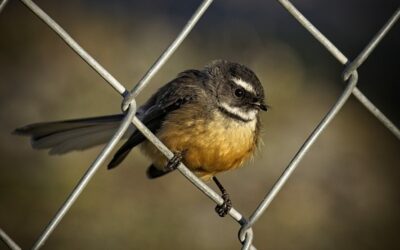 The beauty of birds