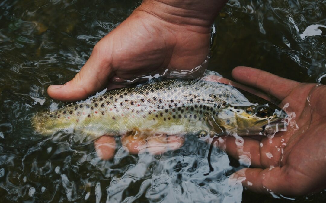 A person holding a trout above water with one hand underneath and the other gently gripping the fish.