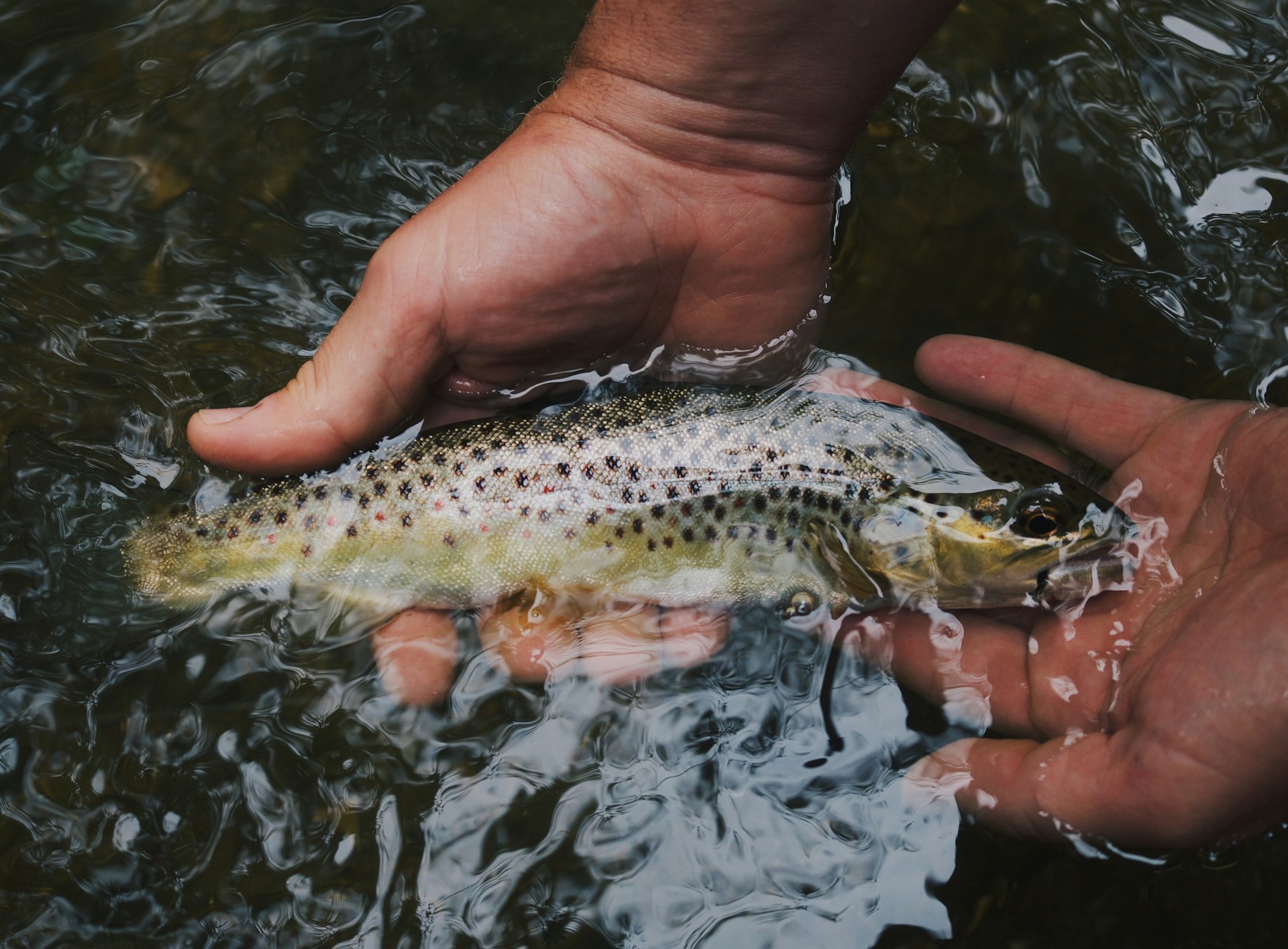 A person holding a trout above water with one hand underneath and the other gently gripping the fish.