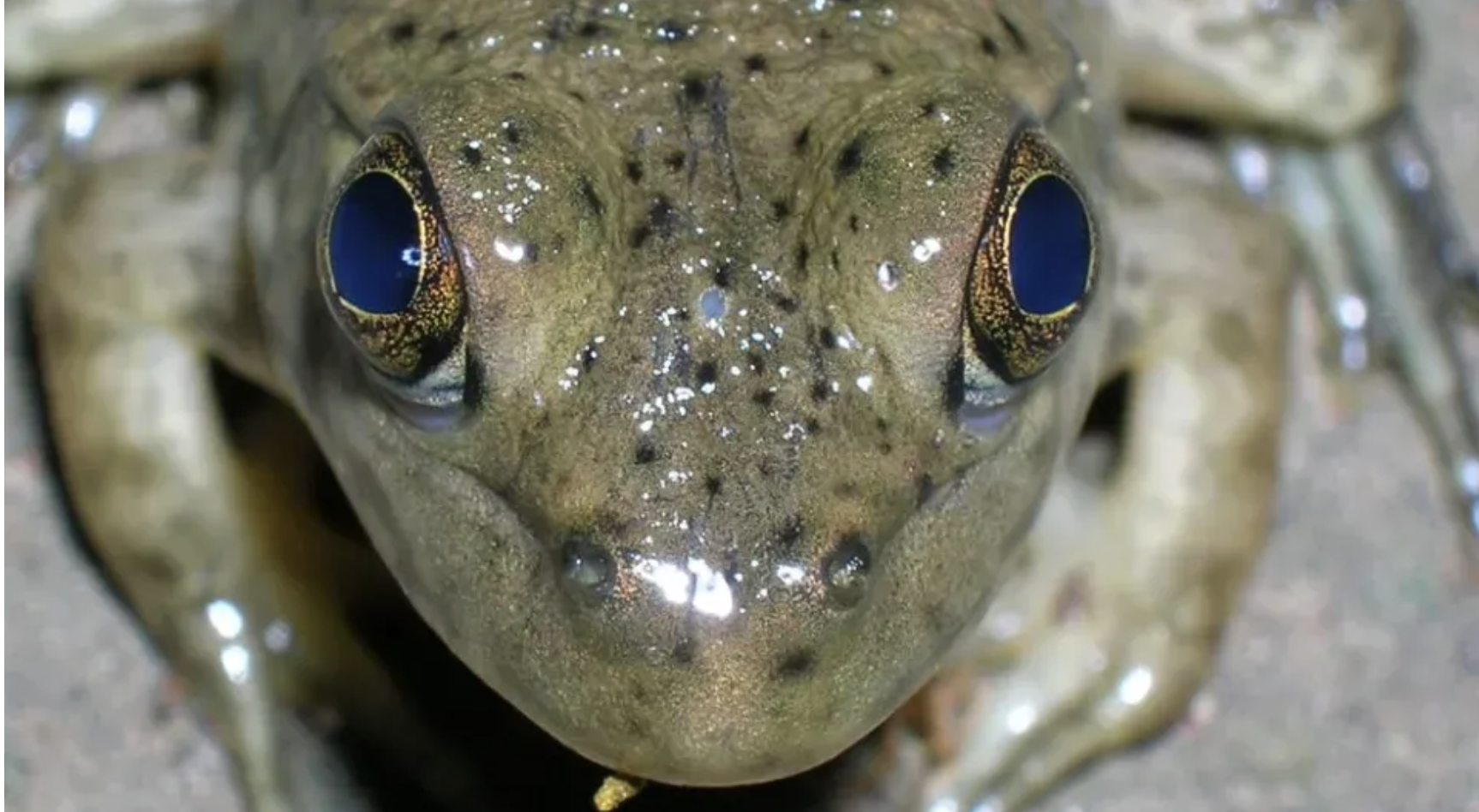 The odd-eye-see?